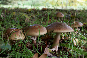 cogumelos
