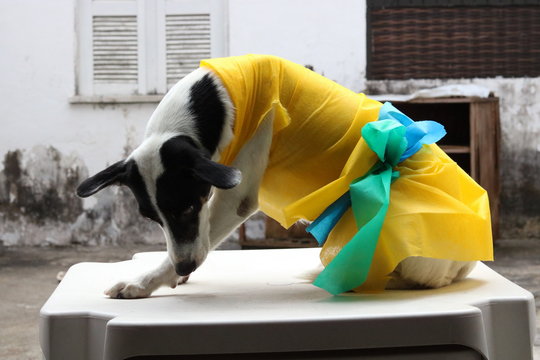 dog