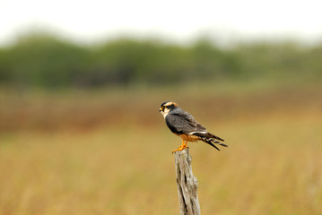 Falco femoralis