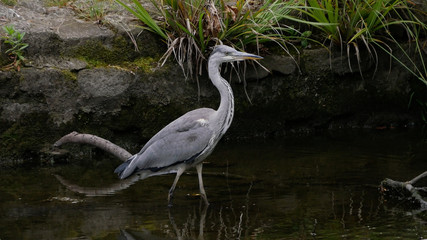Grey Heron / Ardea cinerea portrait wading in river hunting for fish