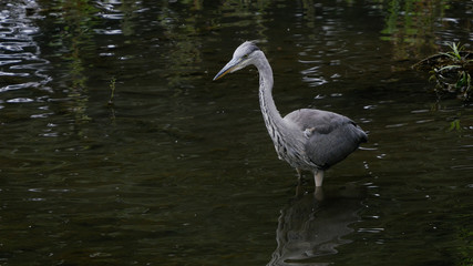 Grey Heron / Ardea cinerea portrait wading in river hunting for fish