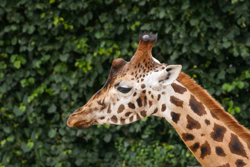 Adult Giraffe / Giraffa camelopardalis portrait - head and neck with green foliage background