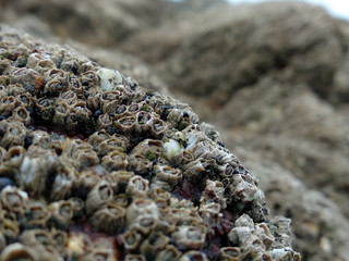 Barnacles on a rock on the Atlantic Coast, northern Portugal. Close up with shallow focus.
