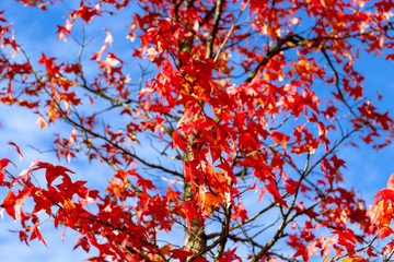 autumn leaves on tree