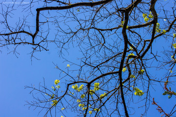 Arvore céu azul folha flores