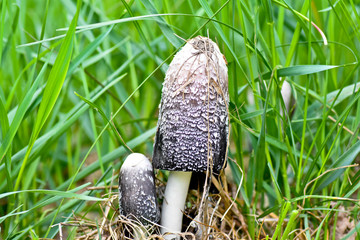 mushroom in grass