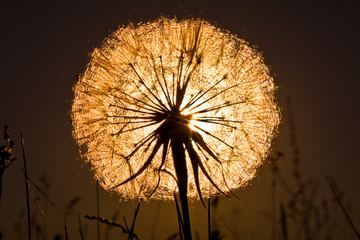 dandelion on black background