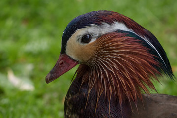 Fototapeta premium Mandarin Duck head shot with water droplets and eye in sharp focus with green bokeh background
