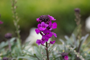 Beautiful purple flowers in the garden, shallow depth of field.