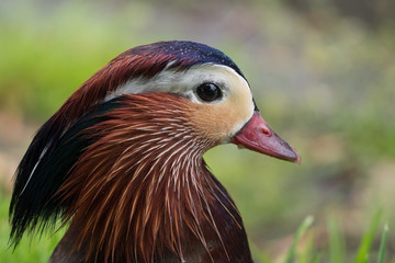 Mandarin Duck head shot with water droplets and eye in sharp focus with green bokeh background looking right.