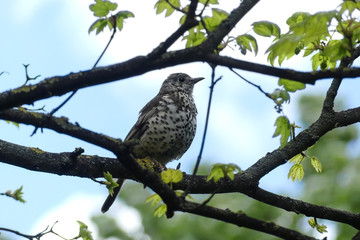 Song thrush perched on a tree branch in the spring with blue sky and white fluffy clouds behind.