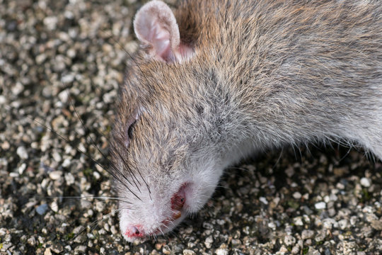 Dead Brown Rat / Rattus norvegicus lying on asphalt in a city street. Close up of face.