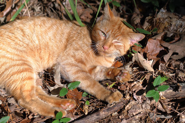 Naklejka na ściany i meble Orange Tabby cat relaxing with one eye closed in natural woods