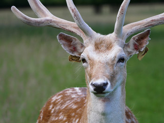 Young male fallow deer buck head and face with white spots and light coloured fur.