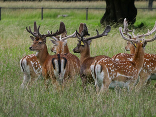 Naklejka na ściany i meble Herd of Fallow Deer / Dama Dama standing together in long grass
