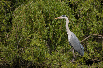 Fototapeta premium Grey Heron / Ardea cinerea portrait, perched in a willow tree, overlooking the river