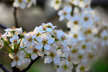Pear flower blooming