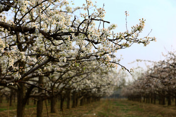 Pear flower blooming