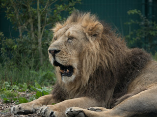 Large male lion lying down, yawning.