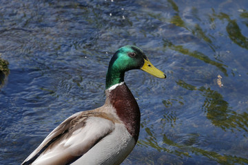 Male Mallard Druck / Anas platyrhynchos portrait