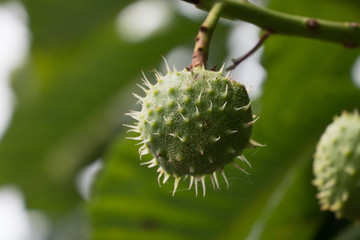 Horse chestnut hanging from a conker tree in the autumn.