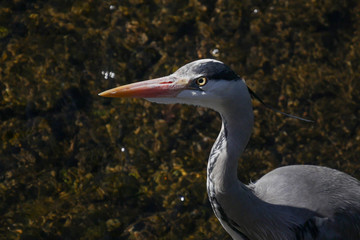 Grey Heron / Ardea cinerea portrait, face and head, standing in a river.