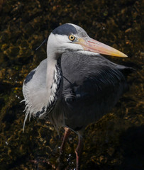 Grey Heron / Ardea cinerea portrait, face and head, standing in a river.