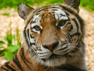 Amur Tiger / Siberian Tiger head and shoulders portrait shot. Panthera tigris altaica