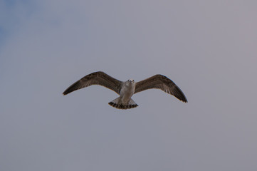 Juvenile herring gull / seagull in flight in winter, in northern Portugal.