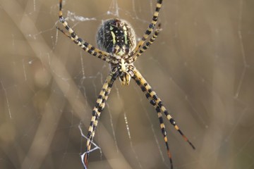 Fototapeta premium Banded Garden Spider. Web. Shiloh Ranch Regional Park in southeast Windsor includes oak woodlands, forests of mixed evergreens, ridges with sweeping views of the Santa Rosa Plain, canyons.