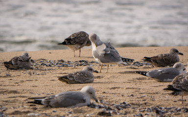 Group of herring gulls lie on the beach, resting, surrounded by sea shells, in winter. Shot in Povoa de Varzim, Portugal.