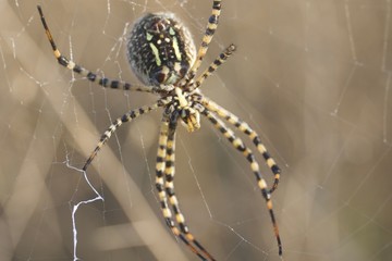Banded Garden Spider. Web. Shiloh Ranch Regional Park in southeast Windsor includes oak woodlands,...