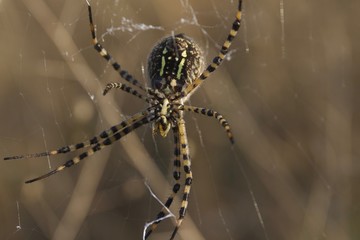 Banded Garden Spider. Web. Shiloh Ranch Regional Park in southeast Windsor includes oak woodlands, forests of mixed evergreens, ridges with sweeping views of the Santa Rosa Plain, canyons.