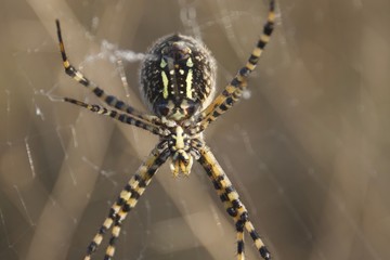 Banded Garden Spider. Web. Shiloh Ranch Regional Park in southeast Windsor includes oak woodlands, forests of mixed evergreens, ridges with sweeping views of the Santa Rosa Plain, canyons.