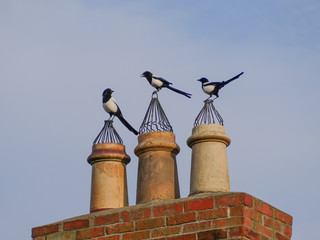 Three Magpie / Pica pica birds, one on each chimney stack against a blue sky.