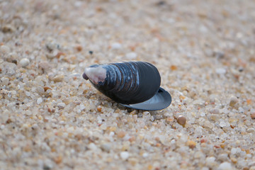 An open mussel shell containing water lies on a sandy beach