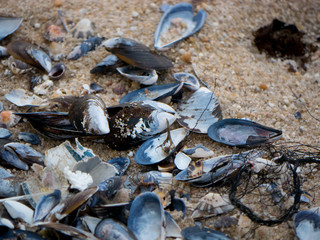 A pile of empty mussel and limpet shells, along with other seashells and a piece of discarded fishing net, lying on a sandy beach.