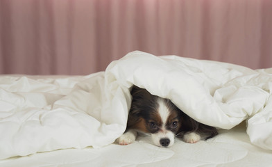Beautiful dog Papillon lies under blanket on the bed and looks around
