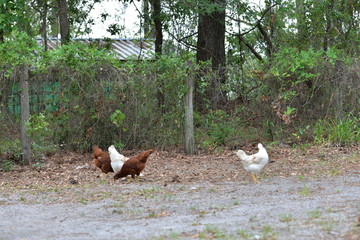 Chickens in the Yard