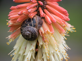 Close up of common garden snail attached to the side of a tall pink and yellow flower showing details of his shell.