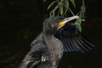 Black cormorant portrait perched in the river with willow branches in background