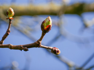Buds in spring on the branch of a chestnut tree, about to open. Signifying rebirth. Close up with...