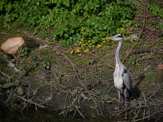 Grey Heron stands on the river bank looking over the water on a bright summer day. Shot on River Tolka in Dublin, Ireland.