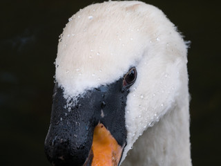 Close up of male mute swan head and sharp focus on eye with dark background.