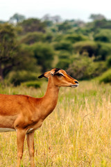 Impalas on prairies with acacias from Kenya on a cloudy day