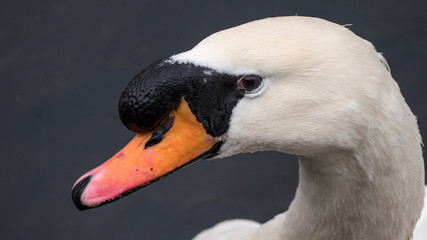 Close up head shot of a male mute Swan with sharp focus on his eye