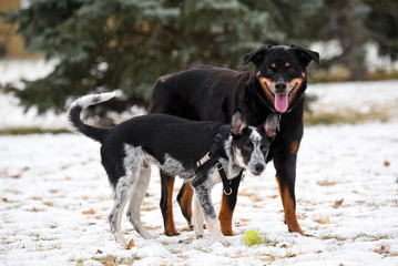 Border collie blue heeler cross with rottweiler at the park