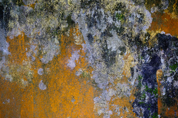 Beautiful brick wall with greenish algae or vegetaion on it. Can be used as wall paper, texture , wallpaper or backdrop.