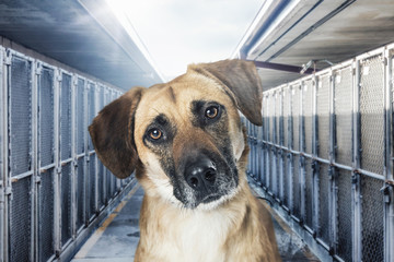 Closeup Sad Homeless Dog in Animal Shelter