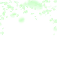 Green flower petals falling down. Sightly romantic